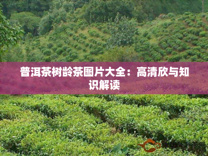 普洱茶树龄茶图片大全：高清欣与知识解读