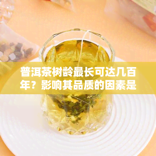 普洱茶树龄最长可达几百年？影响其品质的因素是什么？