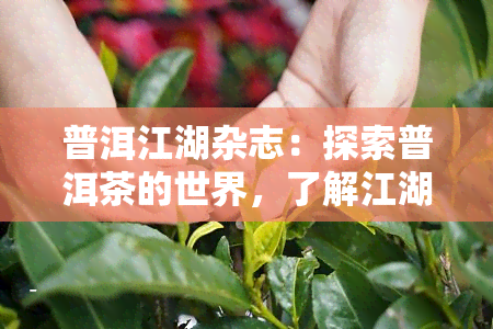 普洱江湖杂志：探索普洱茶的世界，了解江湖普洱茶价格，品味江湖锦绣云南普洱茶的韵味。