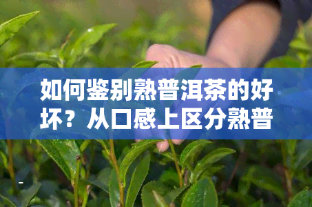 如何鉴别熟普洱茶的好坏？从口感上区分熟普洱茶优劣