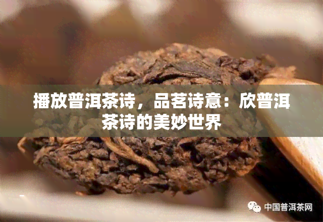 播放普洱茶诗，品茗诗意：欣普洱茶诗的美妙世界