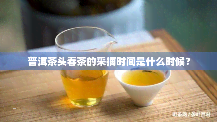 普洱茶头春茶的采摘时间是什么时候？