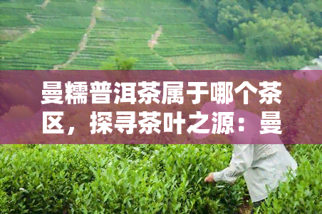 曼糯普洱茶属于哪个茶区，探寻茶叶之源：曼糯普洱茶的产地归属