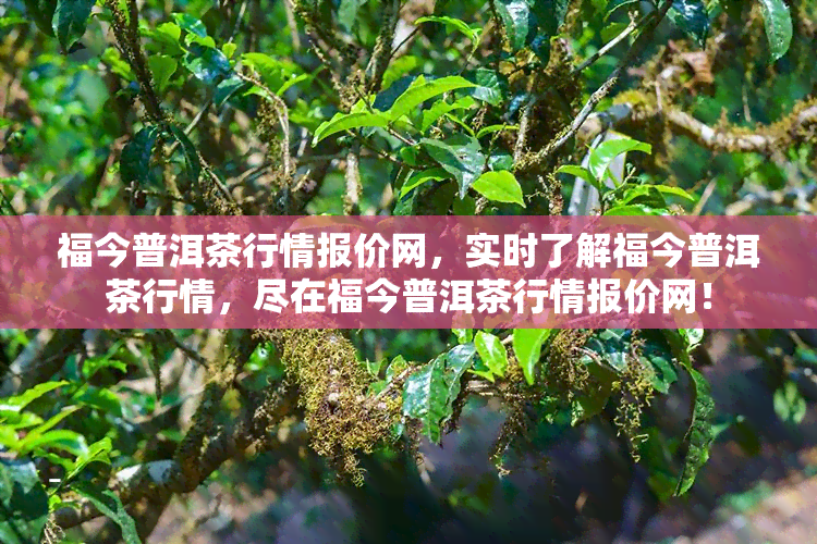 福今普洱茶行情报价网，实时了解福今普洱茶行情，尽在福今普洱茶行情报价网！