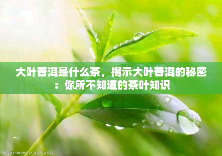 大叶普洱是什么茶，揭示大叶普洱的秘密：你所不知道的茶叶知识