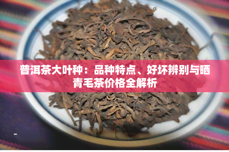 普洱茶大叶种：品种特点、好坏辨别与晒青毛茶价格全解析