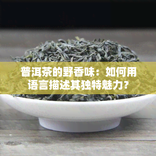 普洱茶的野香味：如何用语言描述其独特魅力？