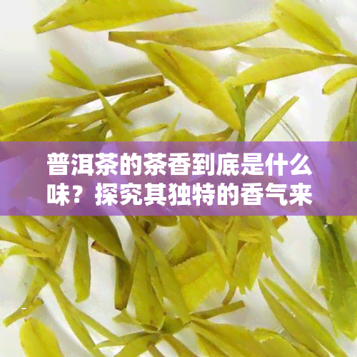 普洱茶的茶香到底是什么味？探究其独特的香气来源与类型