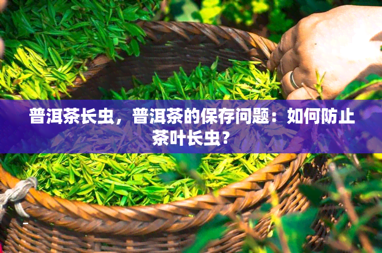 普洱茶长虫，普洱茶的保存问题：如何防止茶叶长虫？