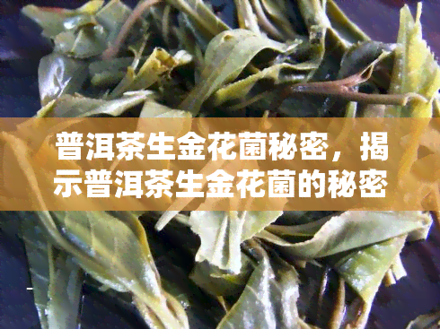 普洱茶生金花菌秘密，揭示普洱茶生金花菌的秘密：一种独特的发酵过程