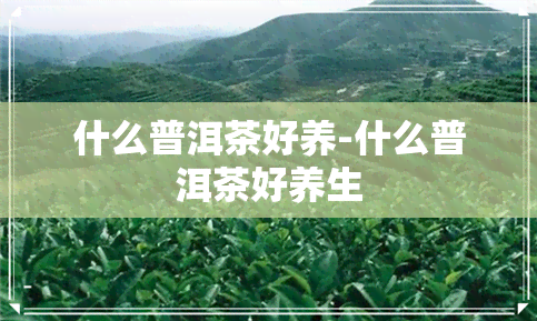 什么普洱茶好养-什么普洱茶好养生