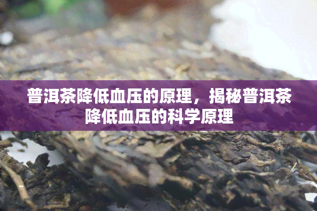 普洱茶降低血压的原理，揭秘普洱茶降低血压的科学原理