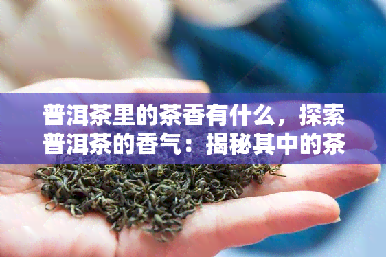 普洱茶里的茶香有什么，探索普洱茶的香气：揭秘其中的茶香奥秘