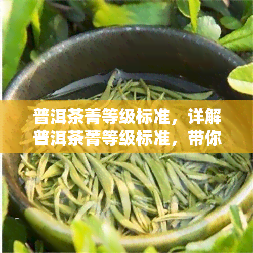 普洱茶菁等级标准，详解普洱茶菁等级标准，带你了解优质普洱的评判依据