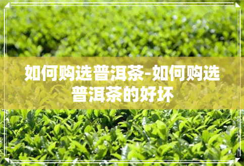 如何购选普洱茶-如何购选普洱茶的好坏