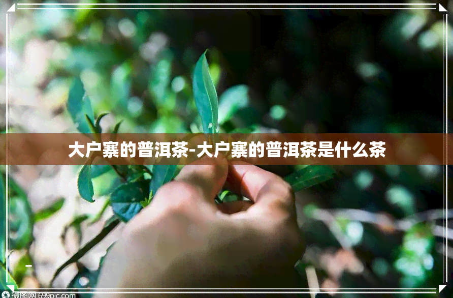 大户寨的普洱茶-大户寨的普洱茶是什么茶