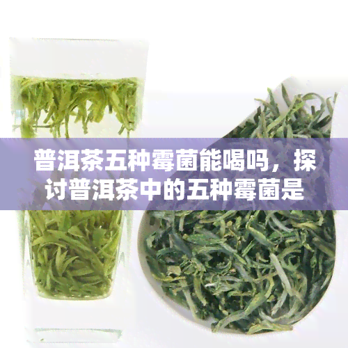 普洱茶五种霉菌能喝吗，探讨普洱茶中的五种霉菌是否适宜饮用