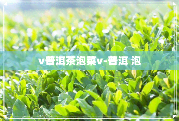 v普洱茶泡菜v-普洱 泡