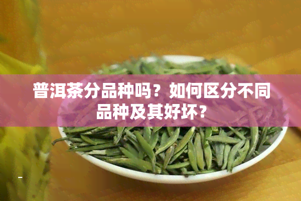 普洱茶分品种吗？如何区分不同品种及其好坏？