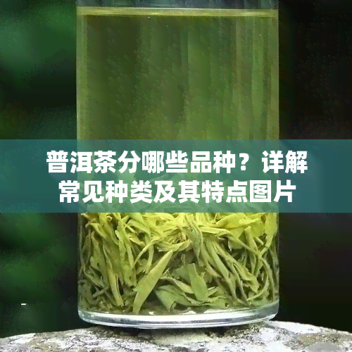 普洱茶分哪些品种？详解常见种类及其特点图片