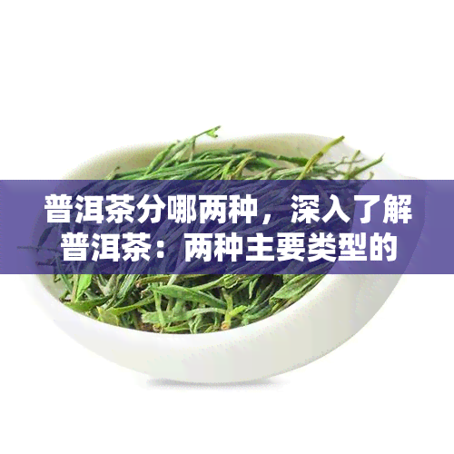 普洱茶分哪两种，深入了解普洱茶：两种主要类型的区别与特点