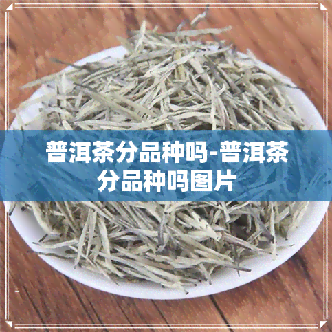 普洱茶分品种吗-普洱茶分品种吗图片