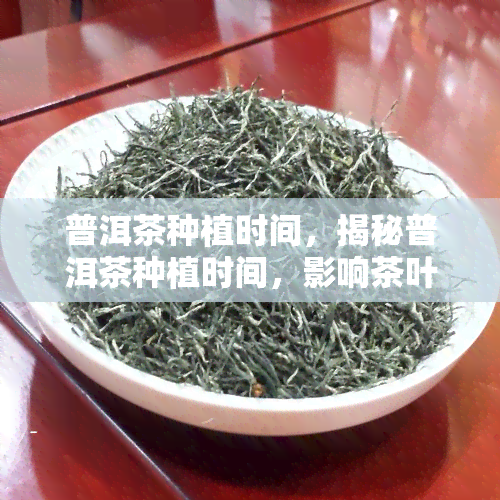 普洱茶种植时间，揭秘普洱茶种植时间，影响茶叶品质的关键因素