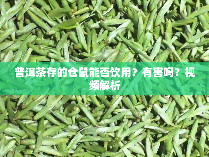 普洱茶存的仓鼠能否饮用？有害吗？视频解析