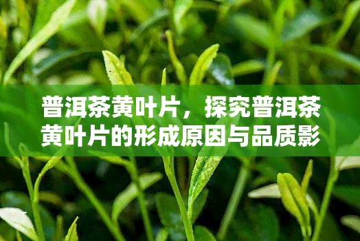 普洱茶黄叶片，探究普洱茶黄叶片的形成原因与品质影响