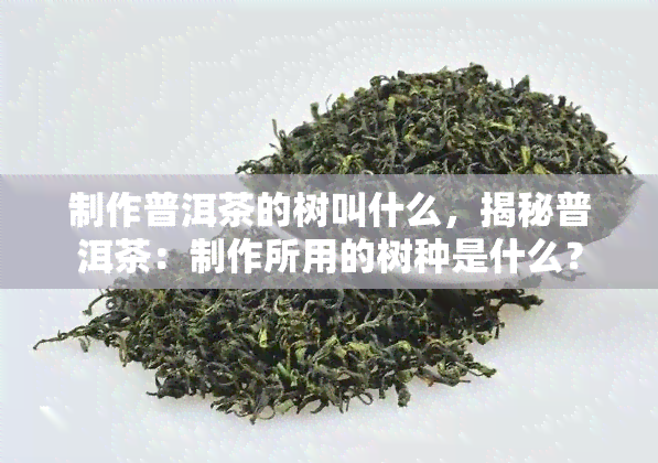 制作普洱茶的树叫什么，揭秘普洱茶：制作所用的树种是什么？