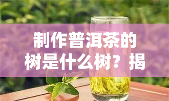 制作普洱茶的树是什么树？揭晓普洱茶背后的秘密！