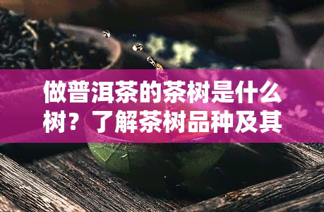 做普洱茶的茶树是什么树？了解茶树品种及其特点