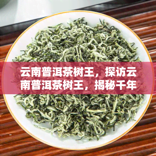 云南普洱茶树王，探访云南普洱茶树王，揭秘千年古茶树的神秘世界