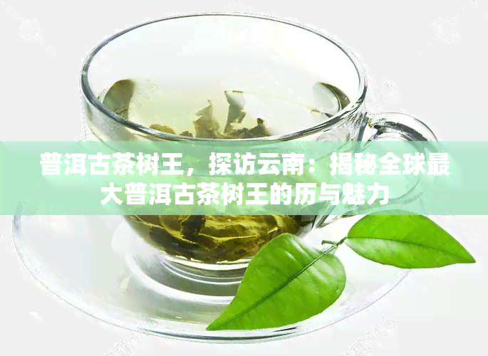 普洱古茶树王，探访云南：揭秘全球更大普洱古茶树王的历与魅力