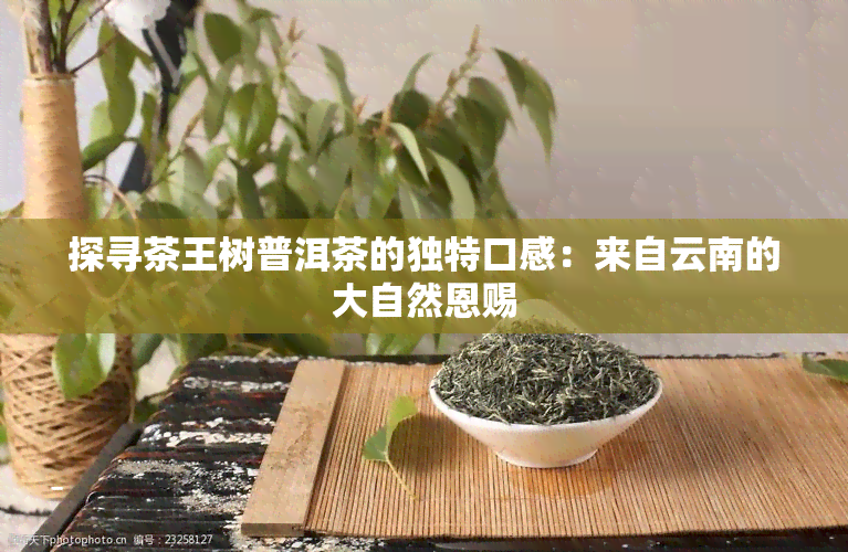 探寻茶王树普洱茶的独特口感：来自云南的大自然恩赐