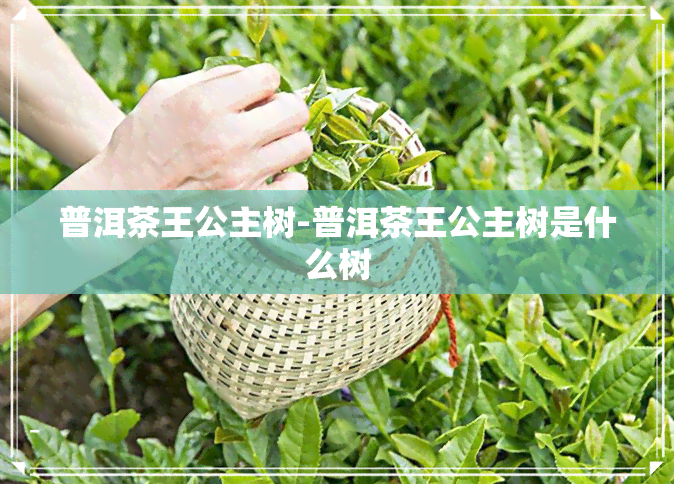 普洱茶王公主树-普洱茶王公主树是什么树