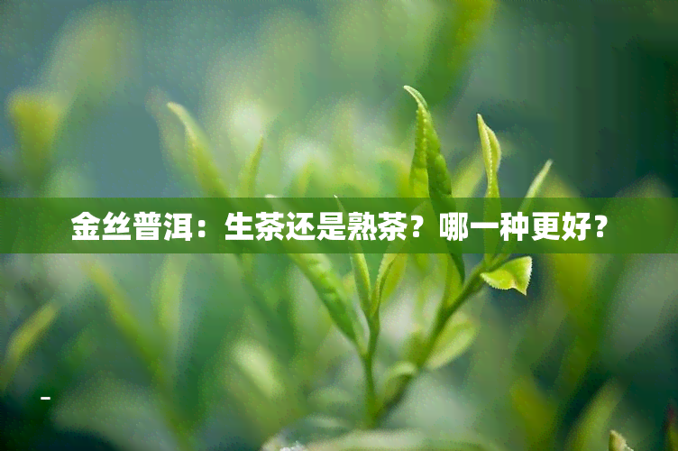 金丝普洱：生茶还是熟茶？哪一种更好？