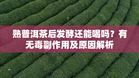 熟普洱茶后发酵还能喝吗？有无副作用及原因解析