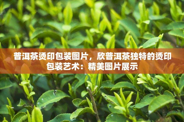 普洱茶烫印包装图片，欣普洱茶独特的烫印包装艺术：精美图片展示