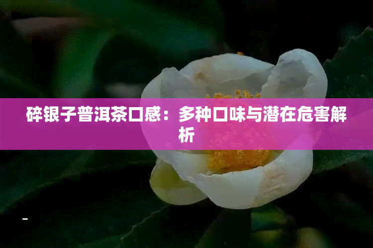 碎银子普洱茶口感：多种口味与潜在危害解析