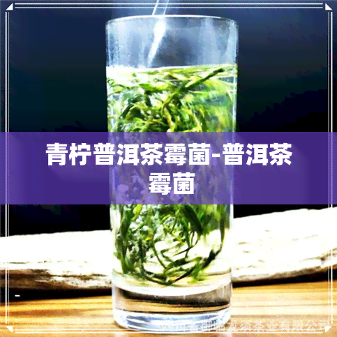 青柠普洱茶霉菌-普洱茶 霉菌