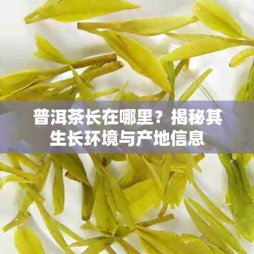 普洱茶长在哪里？揭秘其生长环境与产地信息