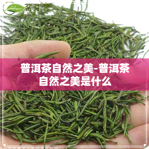 普洱茶自然之美-普洱茶自然之美是什么