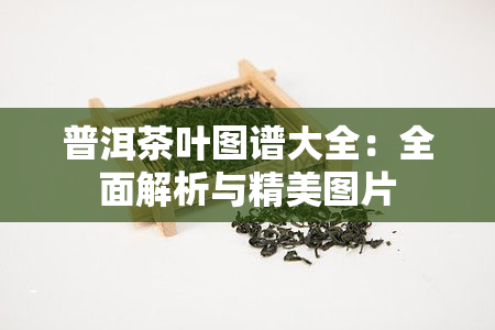 普洱茶叶图谱大全：全面解析与精美图片