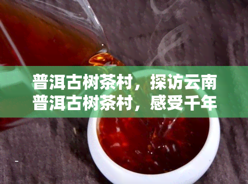 普洱古树茶村，探访云南普洱古树茶村，感受千年茶文化的魅力