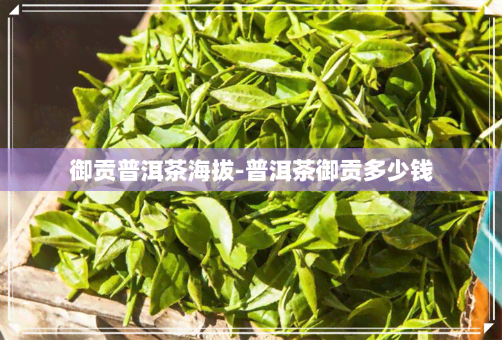 御贡普洱茶海拔-普洱茶御贡多少钱