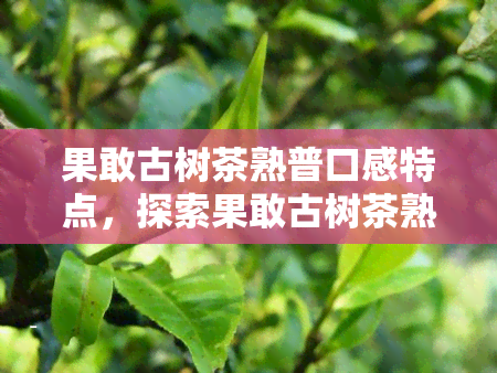 果敢古树茶熟普口感特点，探索果敢古树茶熟普的独特口感特点