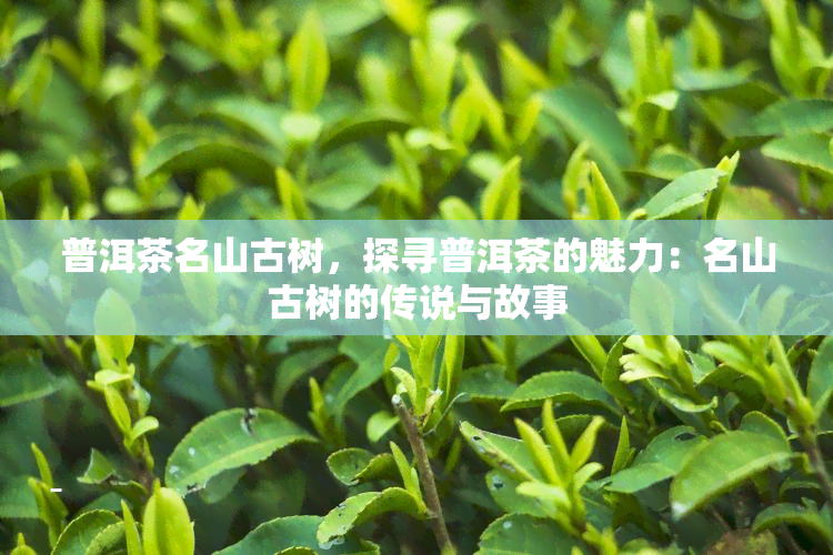 普洱茶名山古树，探寻普洱茶的魅力：名山古树的传说与故事