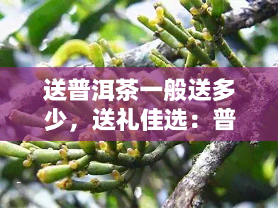 送普洱茶一般送多少，送礼佳选：普洱茶送多少才合适？