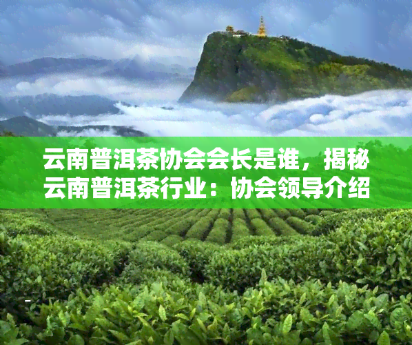 云南普洱茶协会会长是谁，揭秘云南普洱茶行业：协会领导介绍